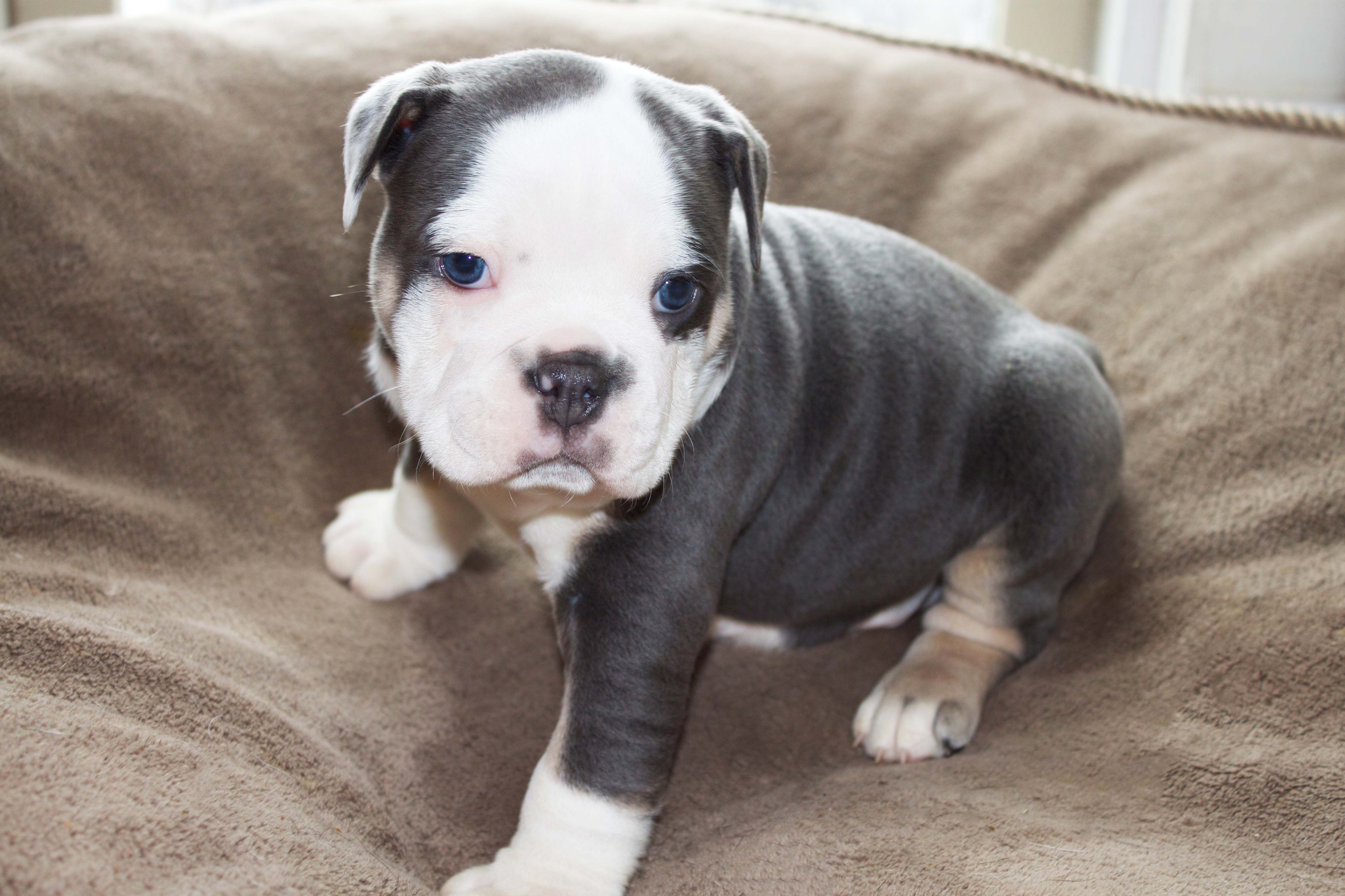 Hiccup Blue Is 5 Weeks Old Olde English Bullies