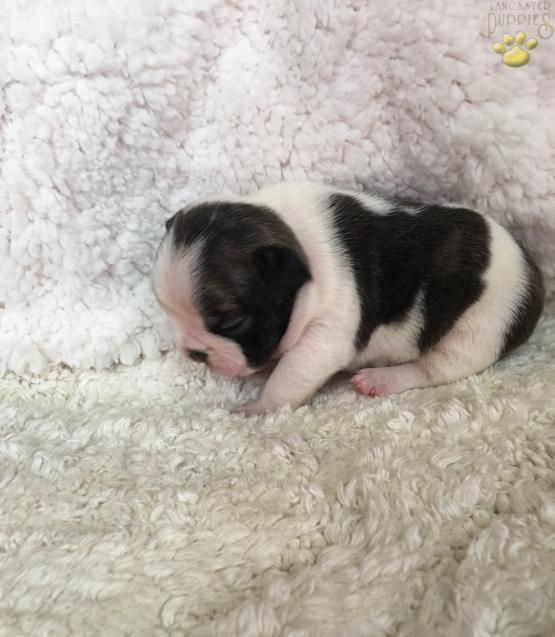 Morgan French Bulldog Puppy For Sale In Oxford Pa Lancaster