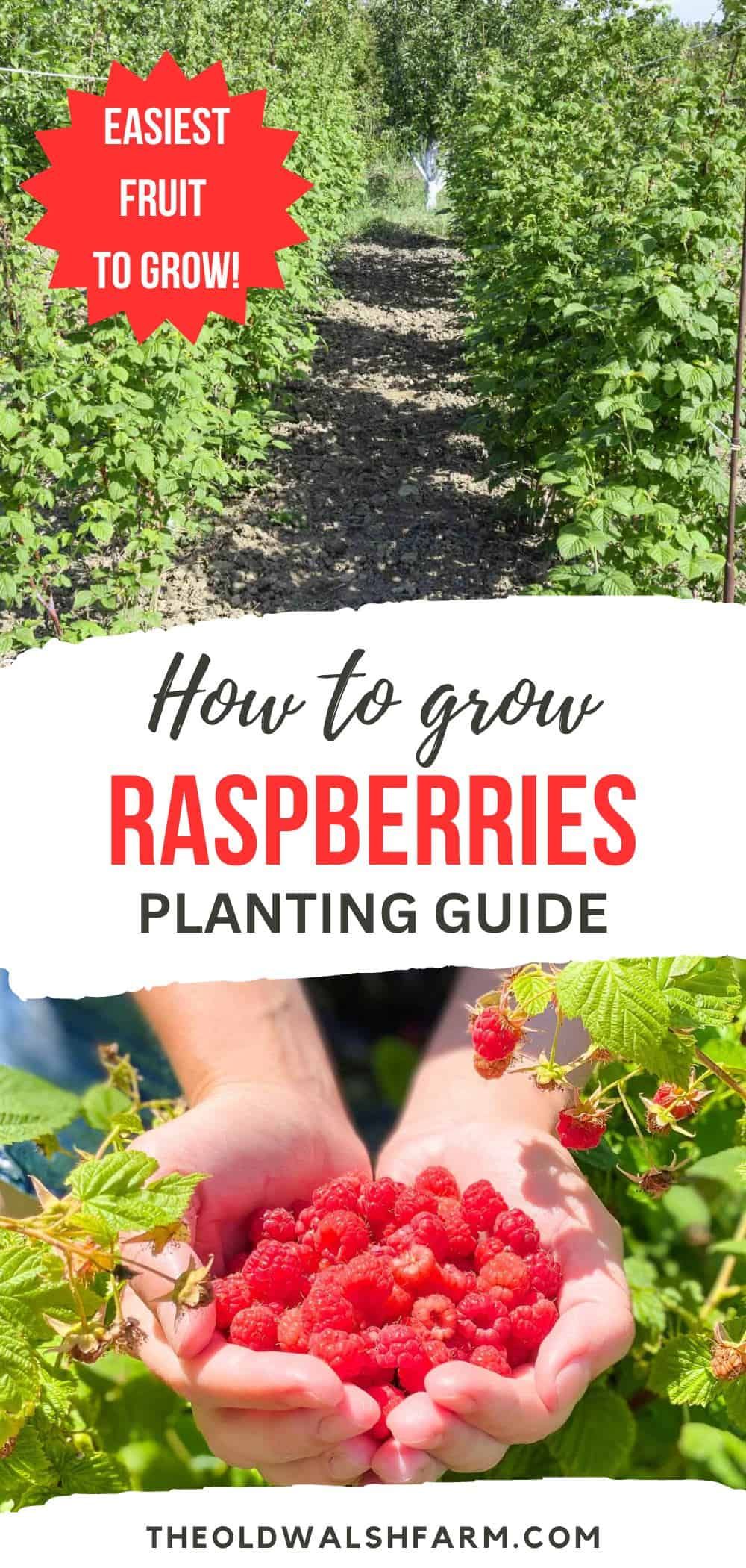 How to Grow Raspberries from Canes: Planting Guide