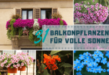 31 Pflanzen Fur Den Balkon Die Viel Sonne Vertragen Plants Floral Wreath Floral