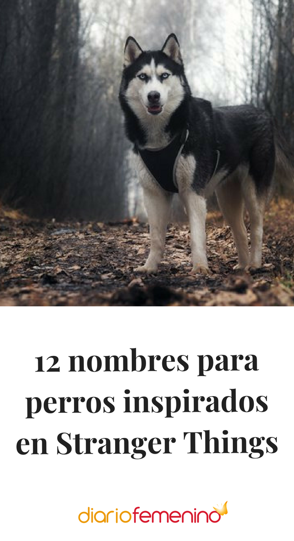 12 Nombres Para Perros Inspirados En Stranger Things Nombres Para Perros Husky Nombres Para Perros Machos Nombres De Perros