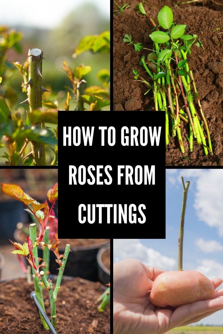 How to plant a rose cutting