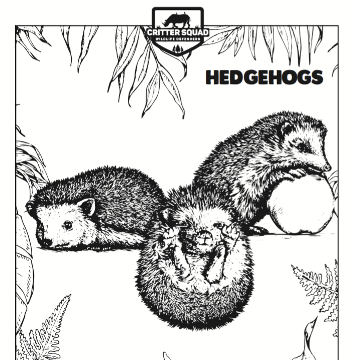 Hedgehog Coloring Page CSWD Hedgehog coloring page Coloring
