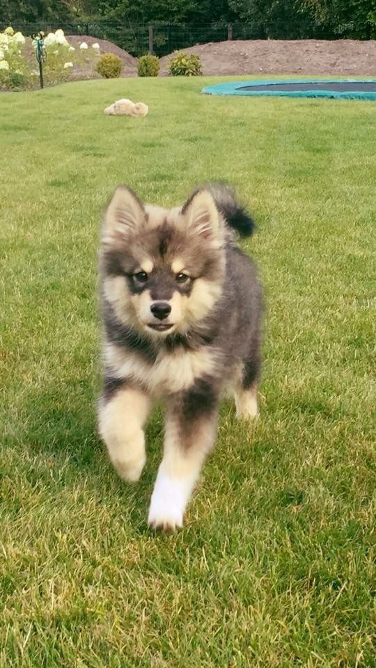 finse lappenhond, domino | finnish lapphund
