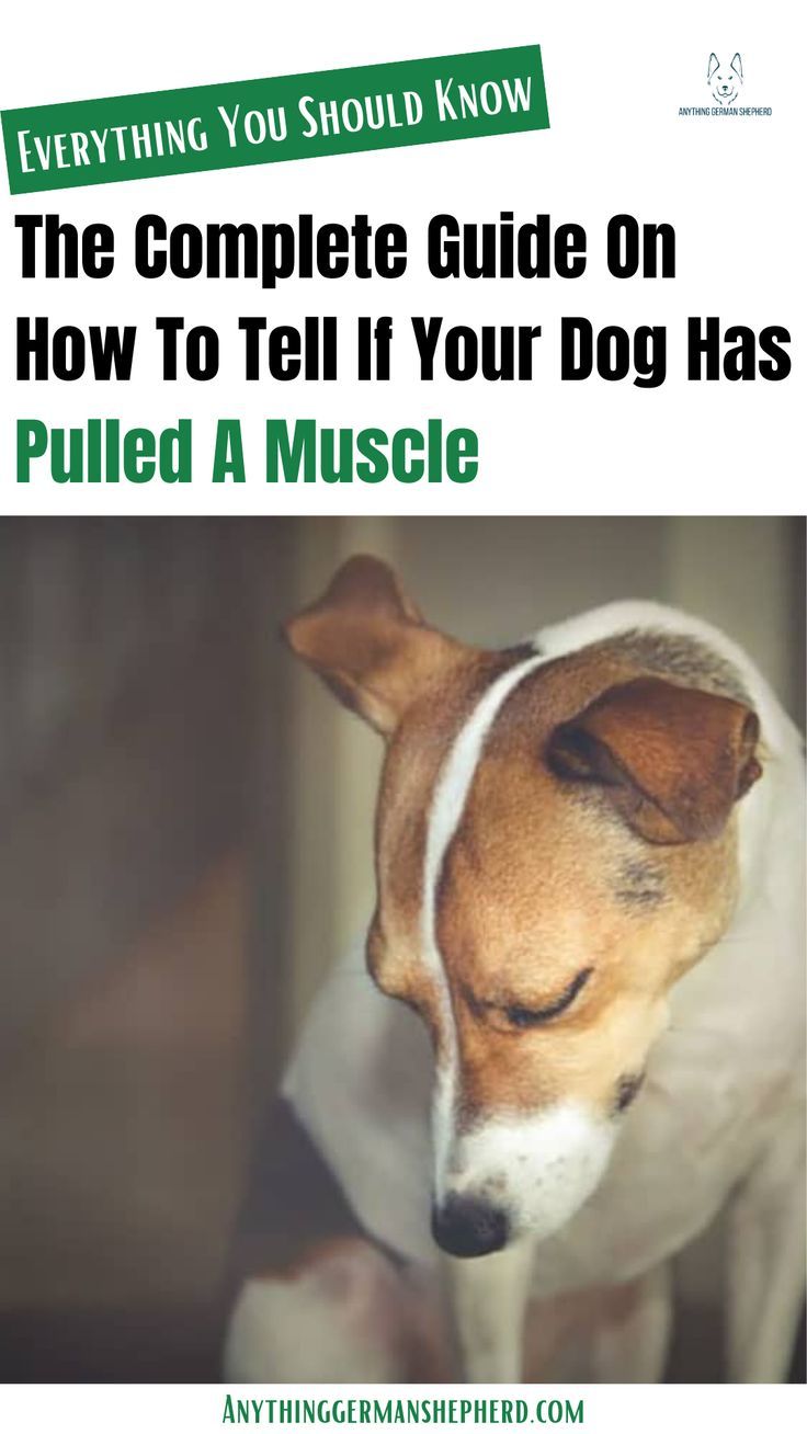 The Complete Guide On How To Tell If Your Dog Has Pulled A Muscle The Complete Guide On How To Tell If Your Dog Has Pulled A Muscle