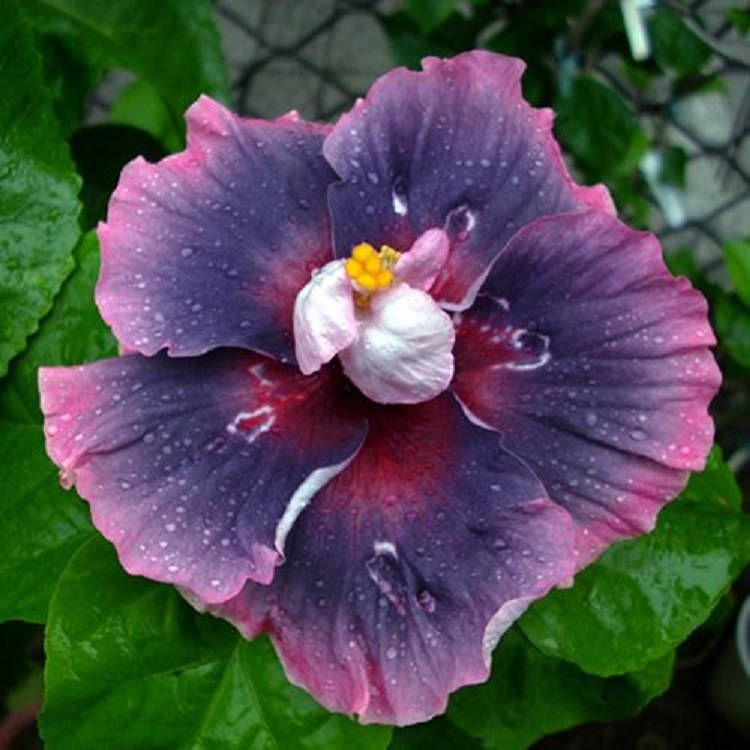 Pin On Hibiscus Pin On Hibiscus