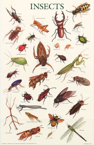 insects education poster 21x33 bugs pinterest insects bugs