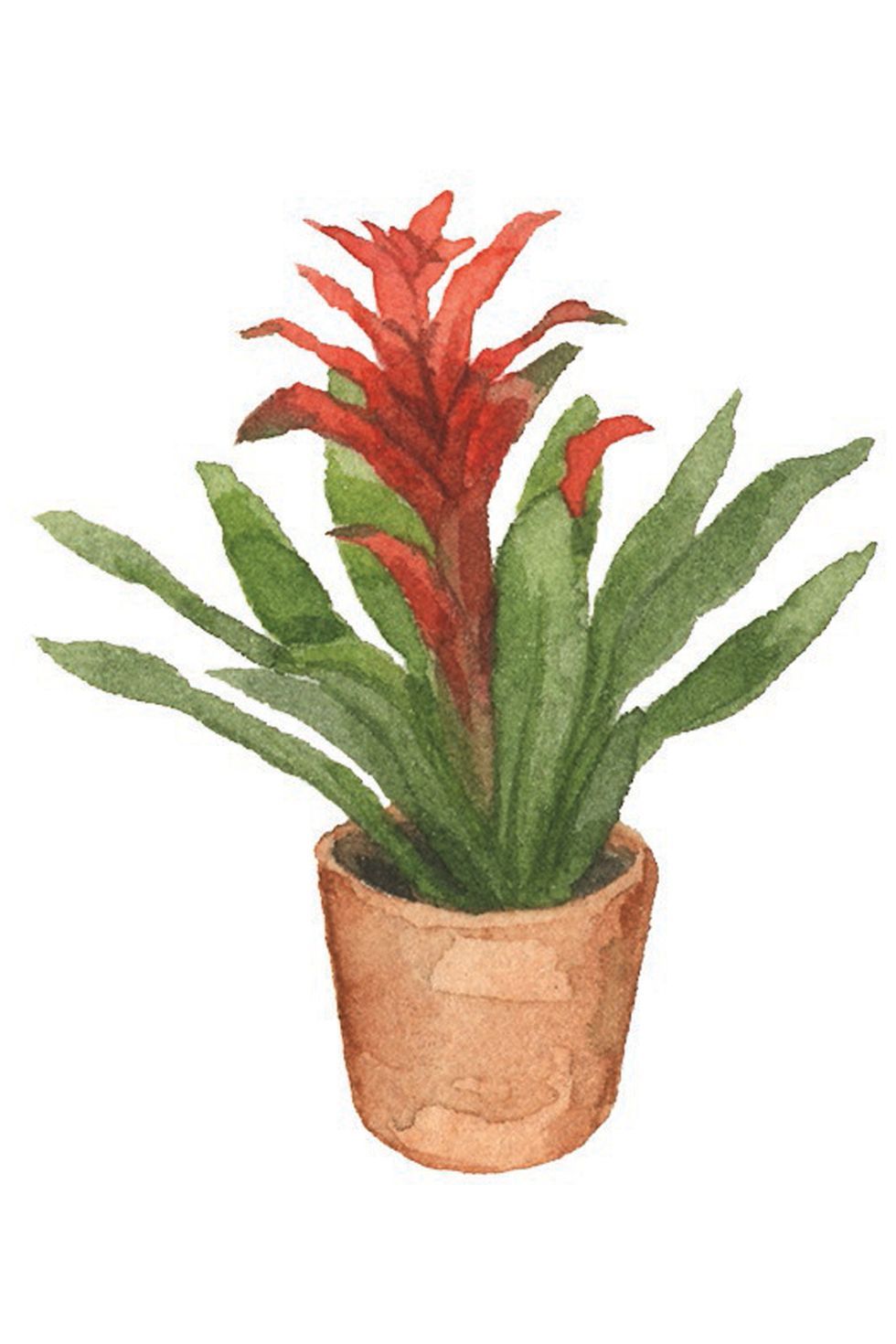 download house plants for free download house plants for free