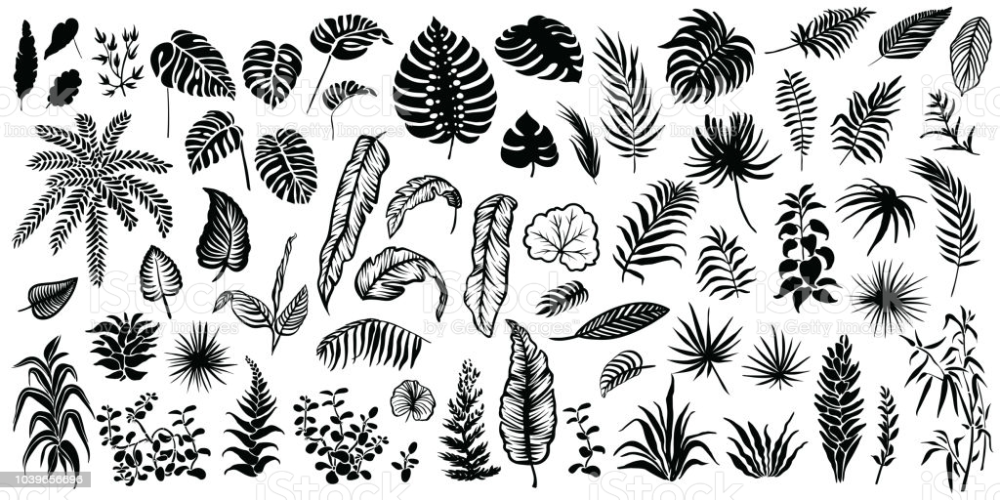 Tropical Leaves Silhouettes Isolated On White Background Vector Palm 葉 イラスト 熱帯の葉 ベクトルアート Tropical Leaves Silhouettes Isolated On White Background Vector Palm 葉 イラスト 熱帯の葉 ベクトルアート