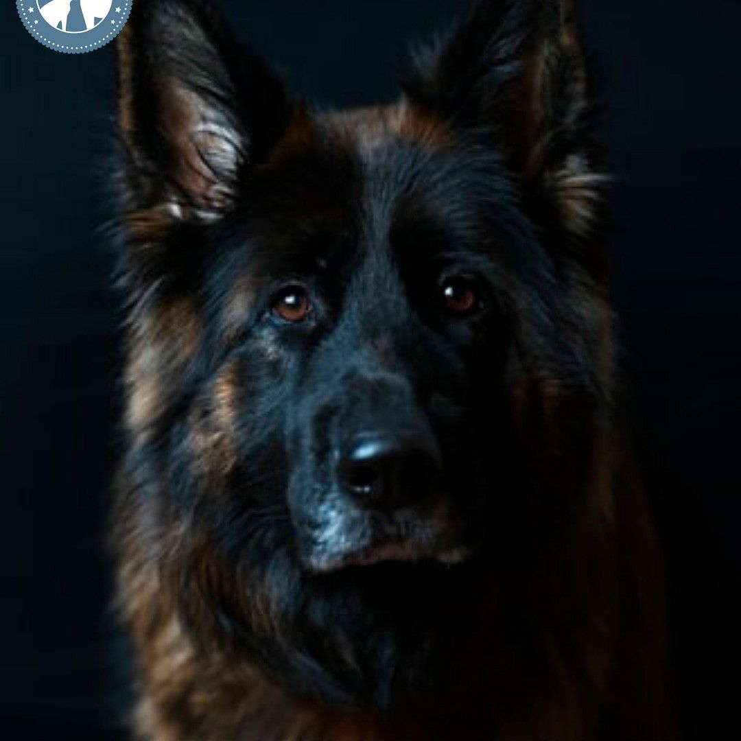 Hundeblick Deutsch Schaferhunde Hunde Hundeblick
