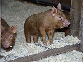 free screensavers free wallpapers pigs pigs pinterest free