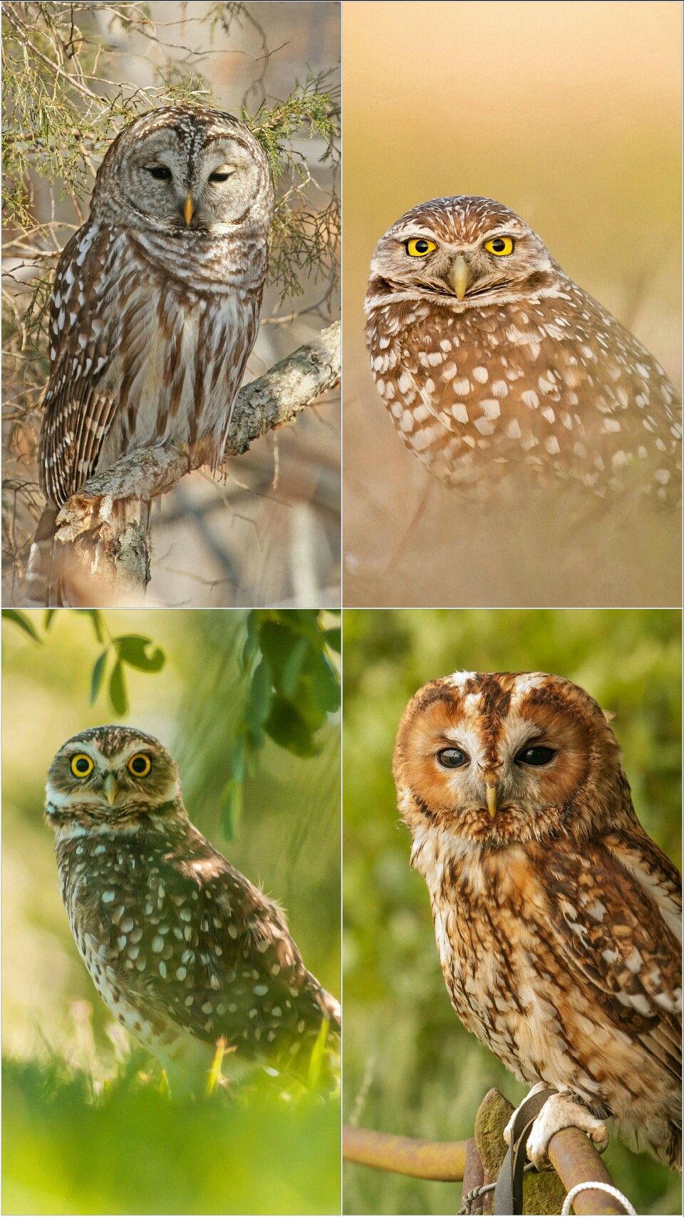 Pin By Stieneke De Jong On Plaatjes Awesome Owls Beautiful Collage Pin By Stieneke De Jong On Plaatjes Awesome Owls Beautiful Collage