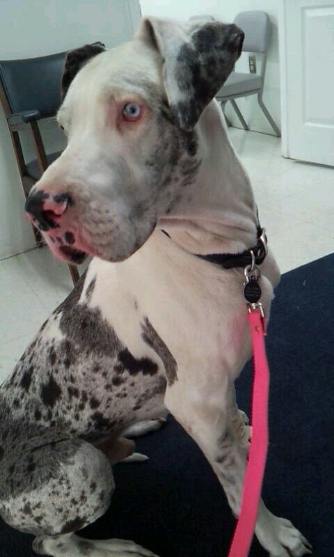 My Great Dane Kal Penn This Dog Is My Best Friend Merle