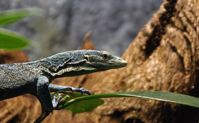 コバルトツリーモニターの飼育方法 値段やケージの大きさ 寿命はどのくらい Woriver 珍しいペット ペットショップ 猫 魚 コバルトツリーモニターの飼育方法 値段やケージの大きさ 寿命はどのくらい Woriver 珍しいペット ペットショップ 猫 魚