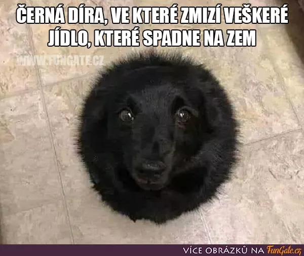 Černá díra, ve které zmizí veškeré jídlo Funny Dogs, Funny Memes, Jokes, Stoner Humor, I Love You Honey, Meme Caption, Libtards, Rare Images, All The Things Meme