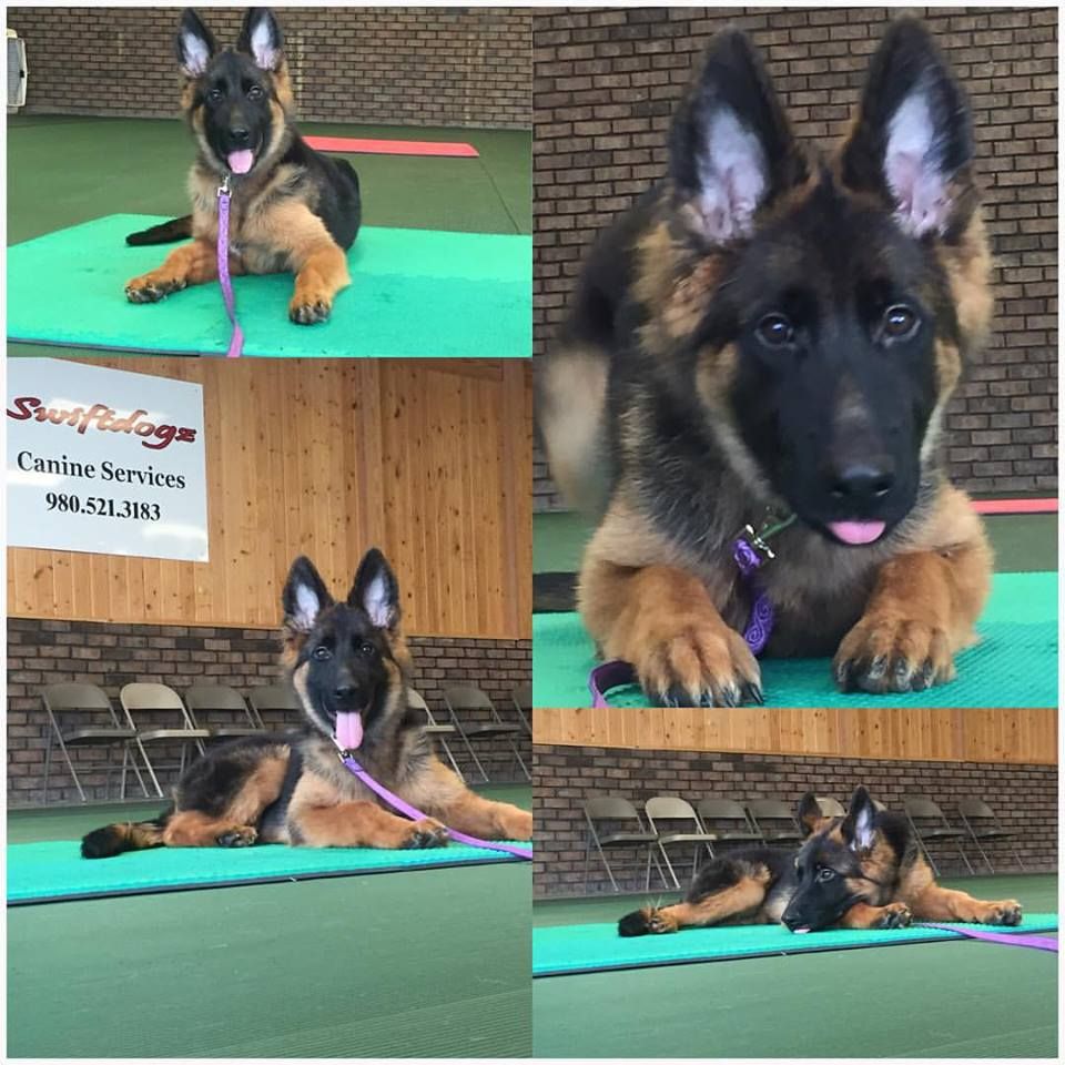 4 5 Month Old Service Dog In Training Long Hair German Shepherd