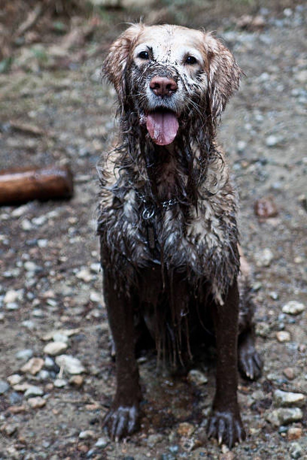 Upps Muddy Dog Dogs Golden Retriever Dog Stock Photo upps-muddy-dog-dogs-golden-retriever-dog-stock-photo
