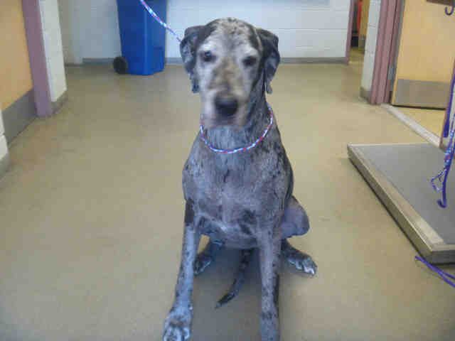 Salt Lake City Utah Founddog 8 10 13 Female Blue Merle Great