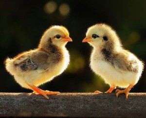Imagenes De Pollitos Enamorados 2 Fotos De Pollo Pollo Animal Cerdos Mascotas