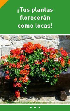 Solo Una Cucharada De Este Ingrediente Puede Hacer Que Tus Plantas Florezcan Como Locas Abono Ferti Jardineria Y Plantas Fertilizante Para Plantas Jardines