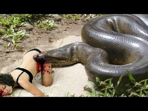 Pin On Snakes Pin On Snakes