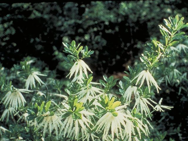 Cyrilla racemiflora TI TI TREE Seeds!