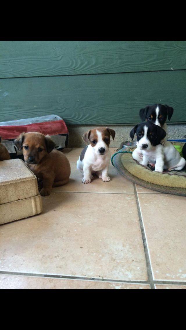 Puppies Dachshund X Mini Foxie Cutest Puppy Ever Cute Animals