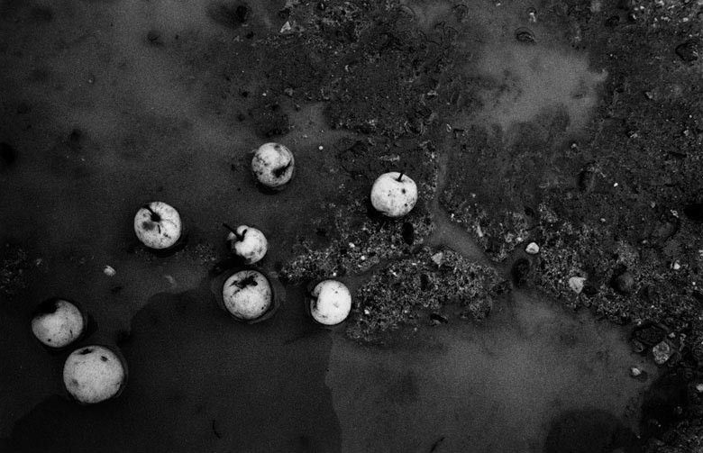 Apples By Alexandra Catiere Nature Morte
