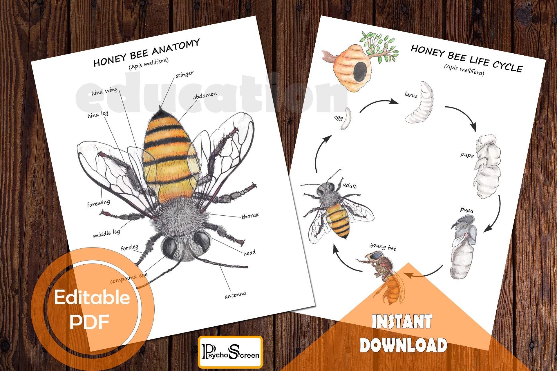HONEY BEE Unit Study MINI Printable bees bundle Anatomy Etsy in 2020