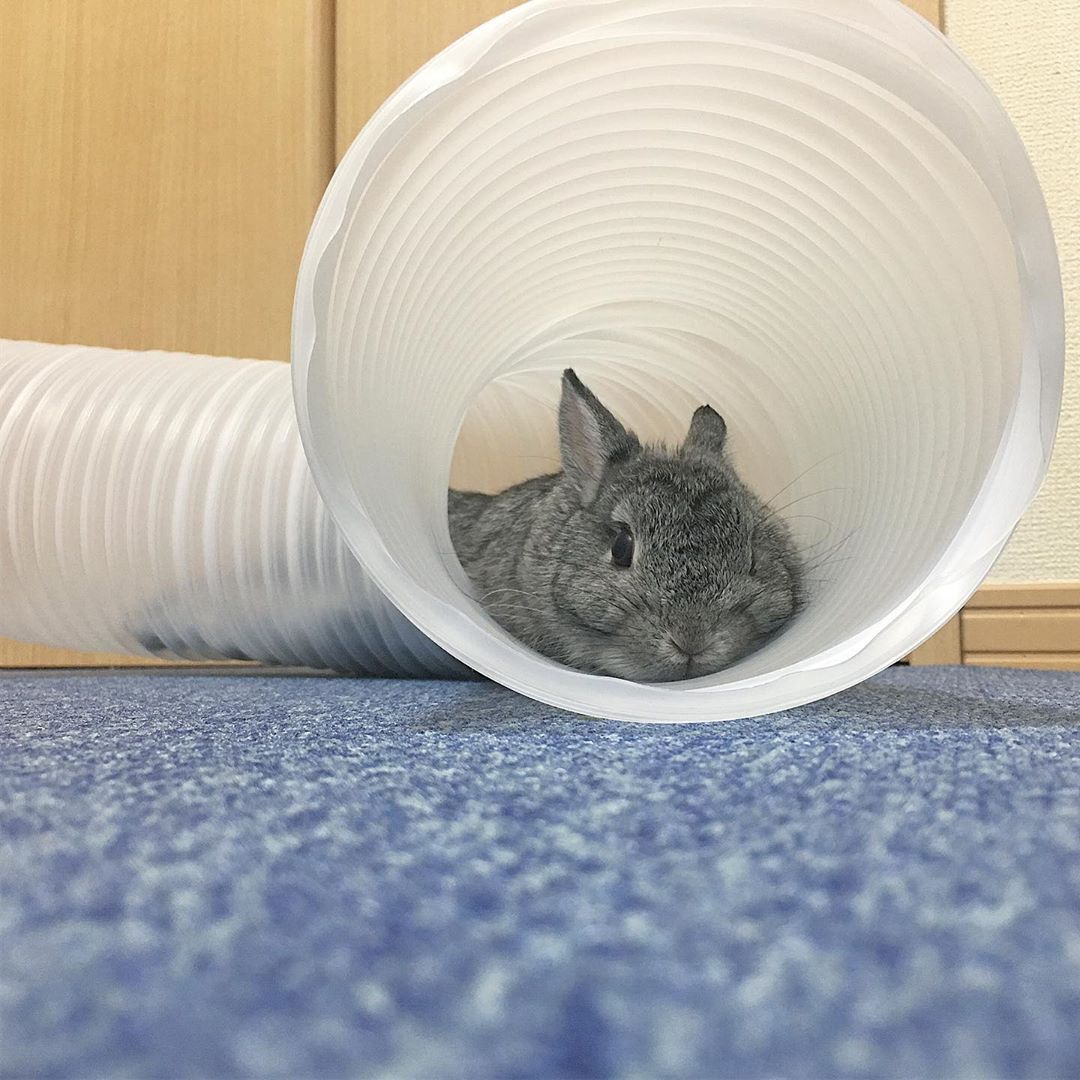 5 29 Netherlanddwarf Bunny Rabbit ネザーランドドワーフ うさぎ初心者 うさとも募集 うさぎのいる暮らし うさぎのいる生活 換毛期 Instagram Posts Instagram 5 29 Netherlanddwarf Bunny Rabbit ネザーランドドワーフ うさぎ初心者 うさとも募集 うさぎのいる暮らし うさぎのいる生活 換毛期 Instagram Posts Instagram