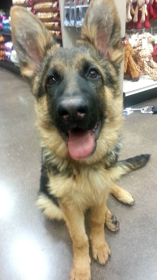 Aw Talia Needs Some More Time Grow Into Her Ears But She S