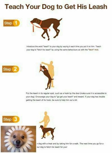 Get Your Dog To Come Dog Training Solutions Dog Dogs
