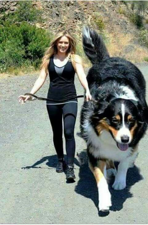 Here are some of my favorite brain teaser games to play while walking my dogs. Huge Dog Breeds, Huge Dogs, Giant Dogs, Types Of Dogs Breeds, Cute Funny Animals, Cute Baby Animals, Animals And Pets, Funny Cats, Cute Baby Dogs