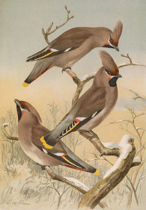 Heaveninawildflower Bohemian Waxwing Vintage Bird Illustration Bird Illustration