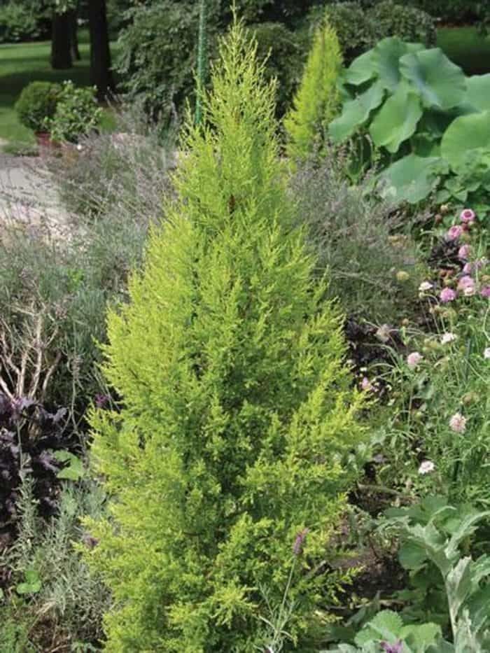 Lemon cypress care