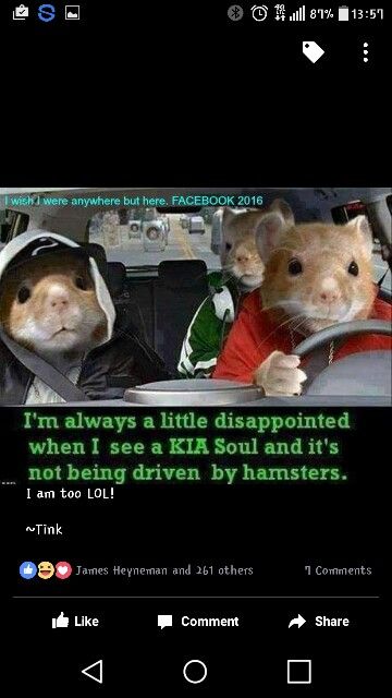 Pin By Sheeran All Day On Really Funny Kia Soul Animales Kia Soul Animal Humor Funny Stuff Haha Cute Jokes Sayings Random