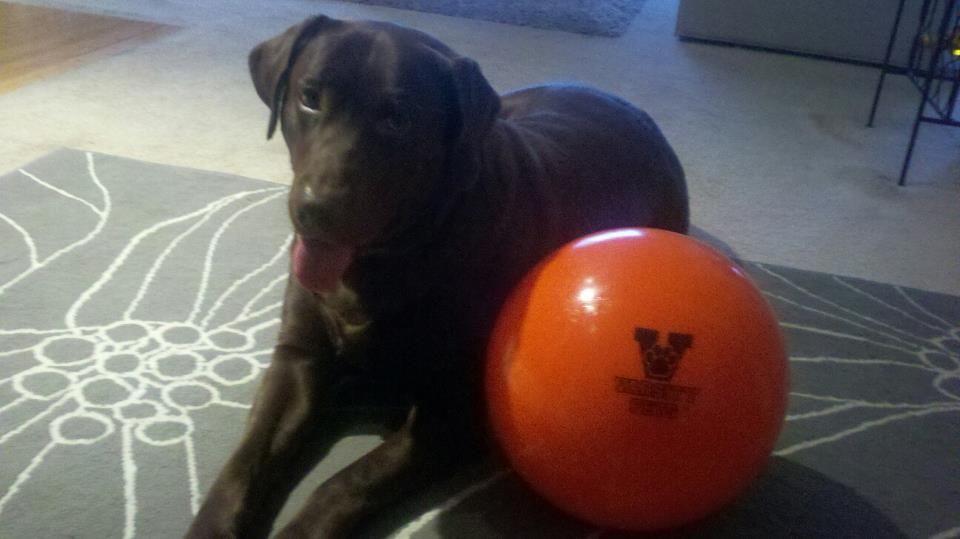 Be Careful Using That 110 Guaranteed Indestructible Varsity Ball