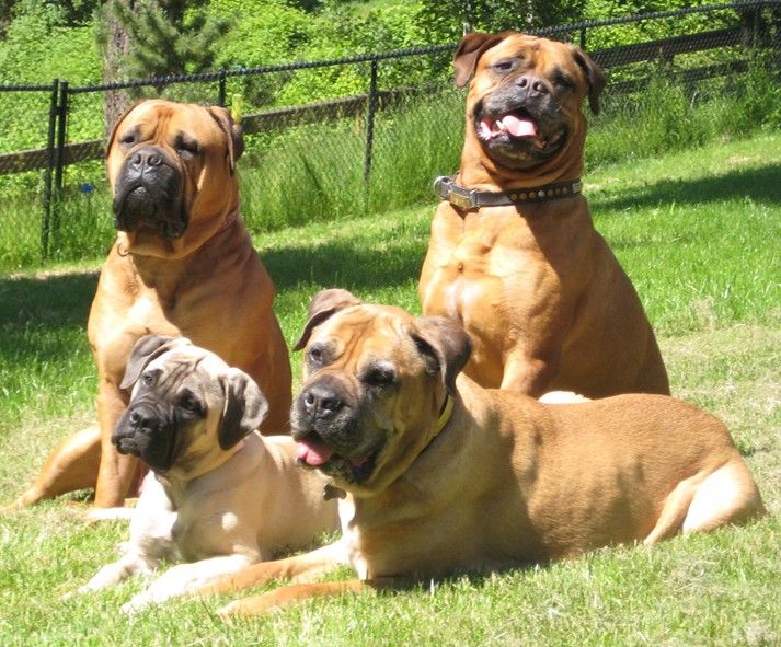 Bullmastiff Family I Love The Guy In The Back Now He S A Poser