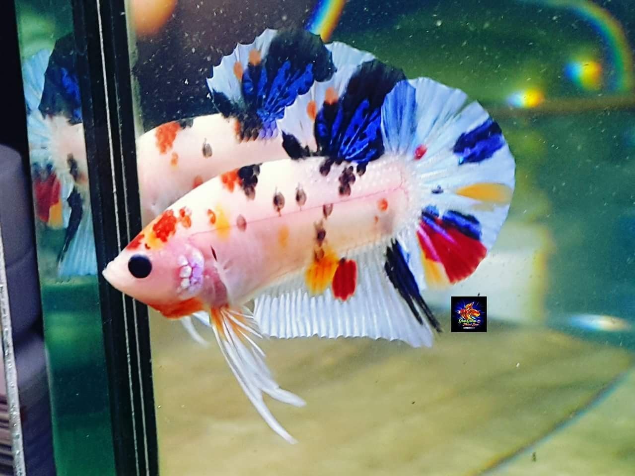 Koi おしゃれまとめの人気アイデア Pinterest Onitan 淡水魚のアクアリウム 熱帯魚 ベタ 淡水魚 Koi おしゃれまとめの人気アイデア Pinterest Onitan 淡水魚のアクアリウム 熱帯魚 ベタ 淡水魚