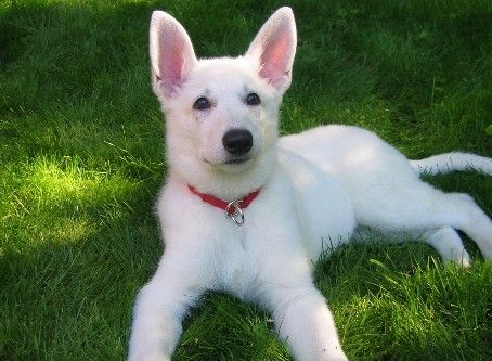 German Shepherd Pictures Gallery With Images White German Shepherd Pictures Gallery With