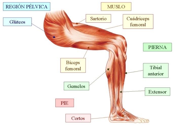 cual es el musculo principal del muslo cual es el musculo principal del muslo