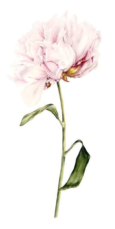 Peony Watercolor Fine Art Print, Botanical Illustration Wall Art, Watercolour Peony Art Print, Mothers Day Gift Flower Painting Illustration