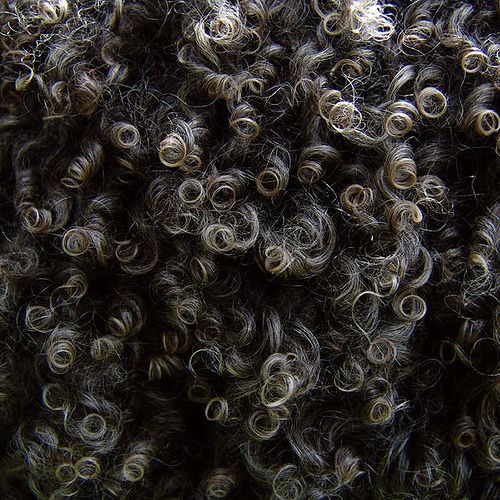 the 25 best black sheep wool ideas on pinterest the 25 best black sheep wool ideas on pinterest
