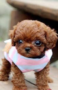 Teacup poodle: I WILL have one of these one day. Cutest animals ever.That looks so cute.Please check out my website thanks. www.photopix.co.nz #puppiescutest #cuteteacuppuppies