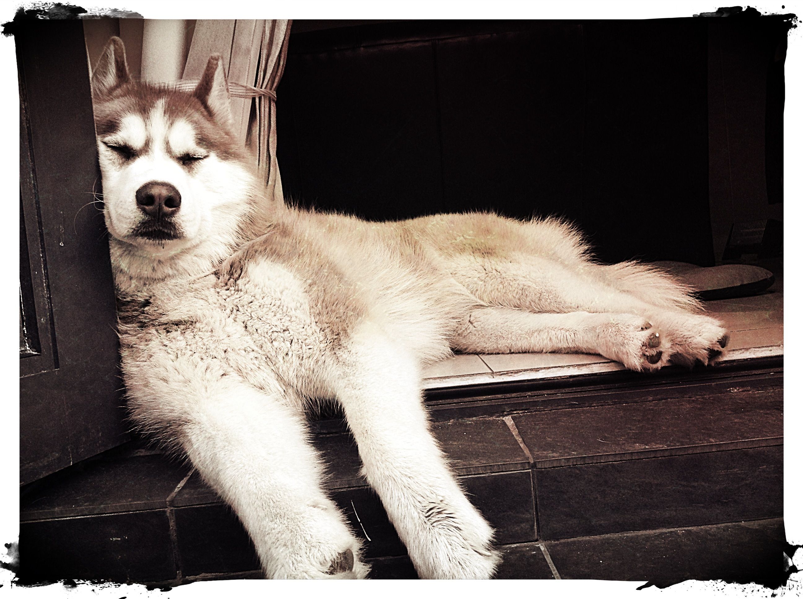 Xavier, the most beautiful husky in the 