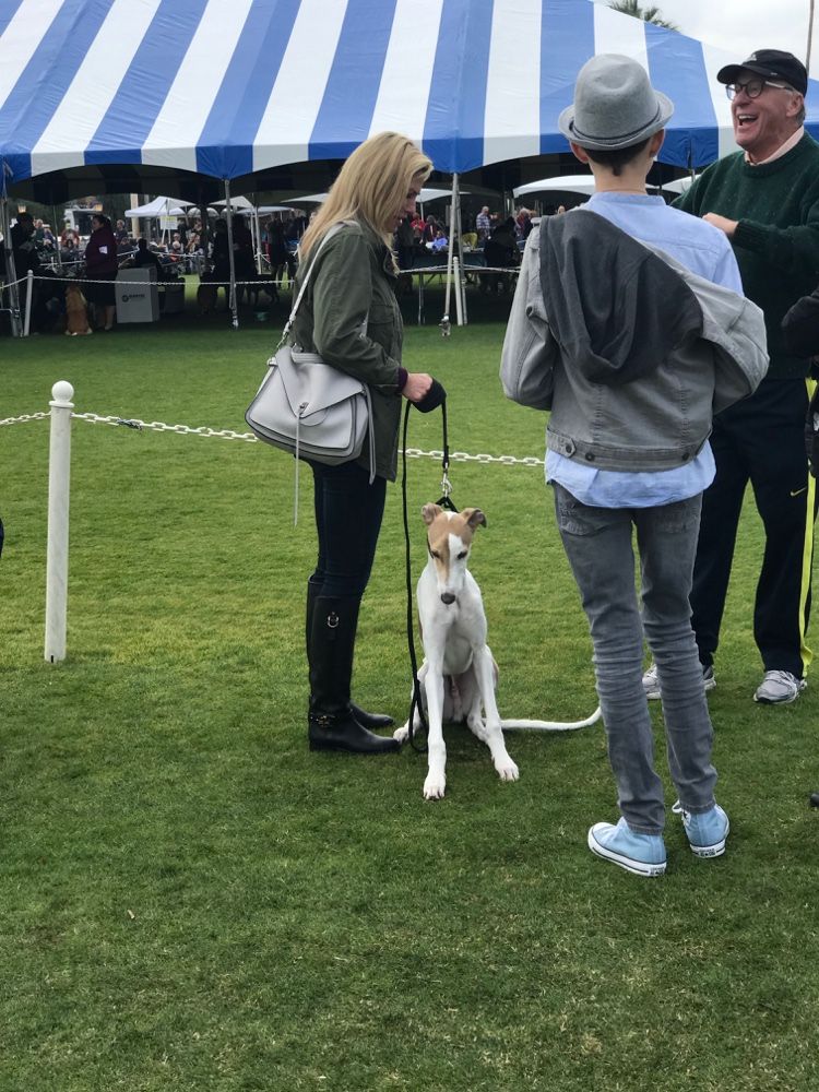 Whippet Visitor At The Akc All Breed Show Palm Springs Kennel
