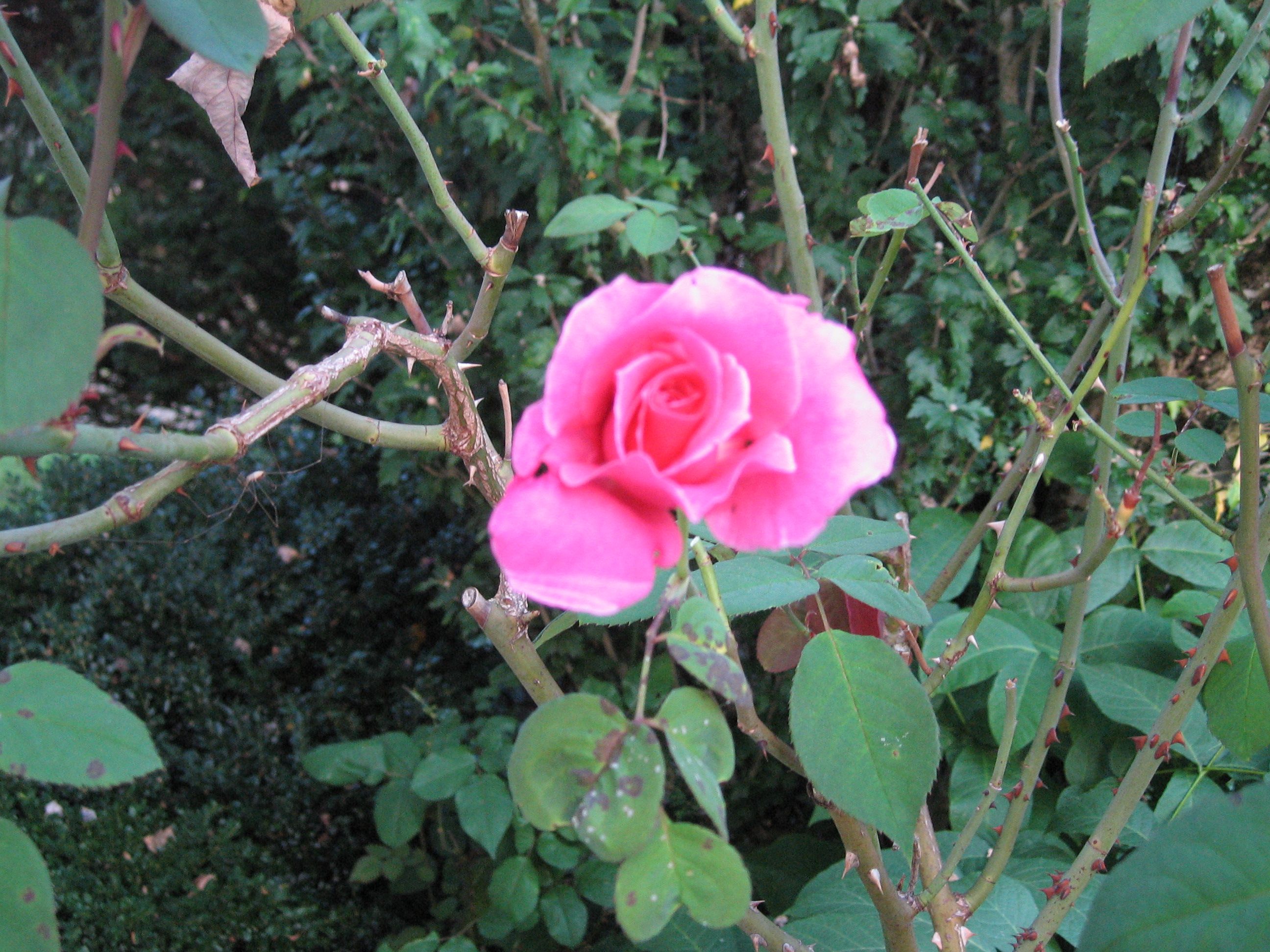 All These Plants Can Be Used To Add Vibrant Colour And A Sense Of