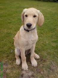 flat haired labradoodle