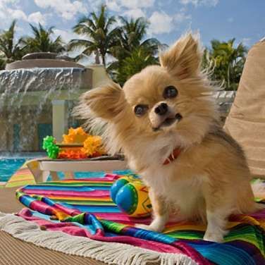 Adult long haired chihuahua — img 4