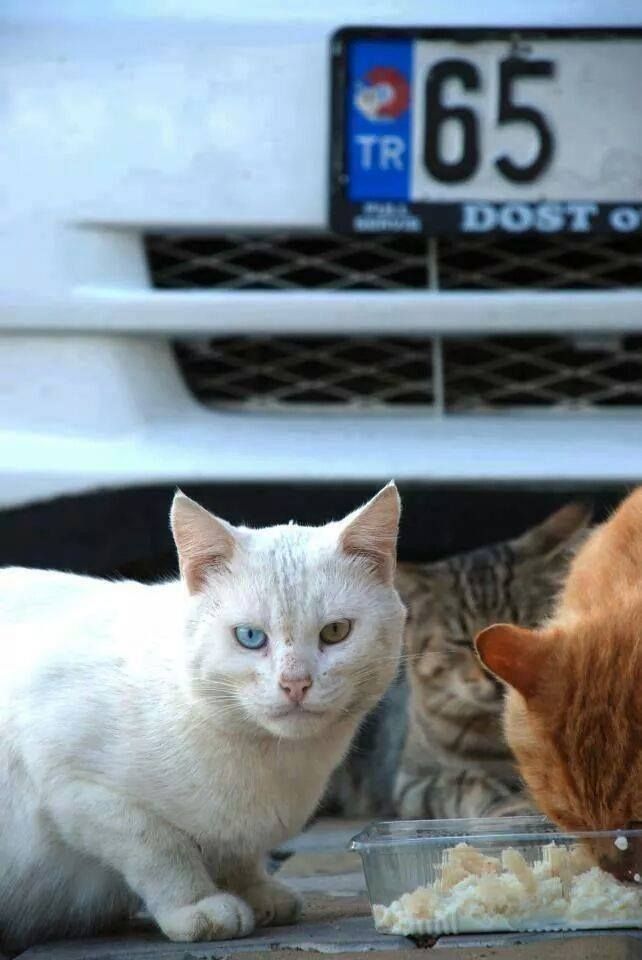 VAN KEDİSİ | Kittens, Cats, Animals
